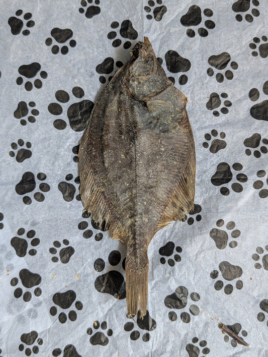 Flounder Fish